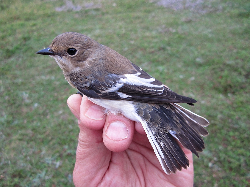 Collared Flycatcher, Sundre 20120829